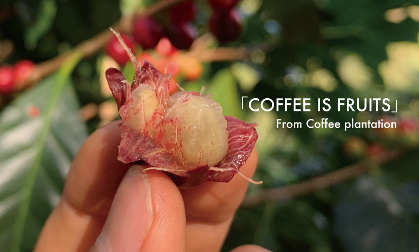 「 COFFEE IS FRUITS 」コーヒーはフルーツです