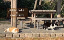 保護猫カフェ,猫,ネコ,ねこ,珈琲,コーヒー